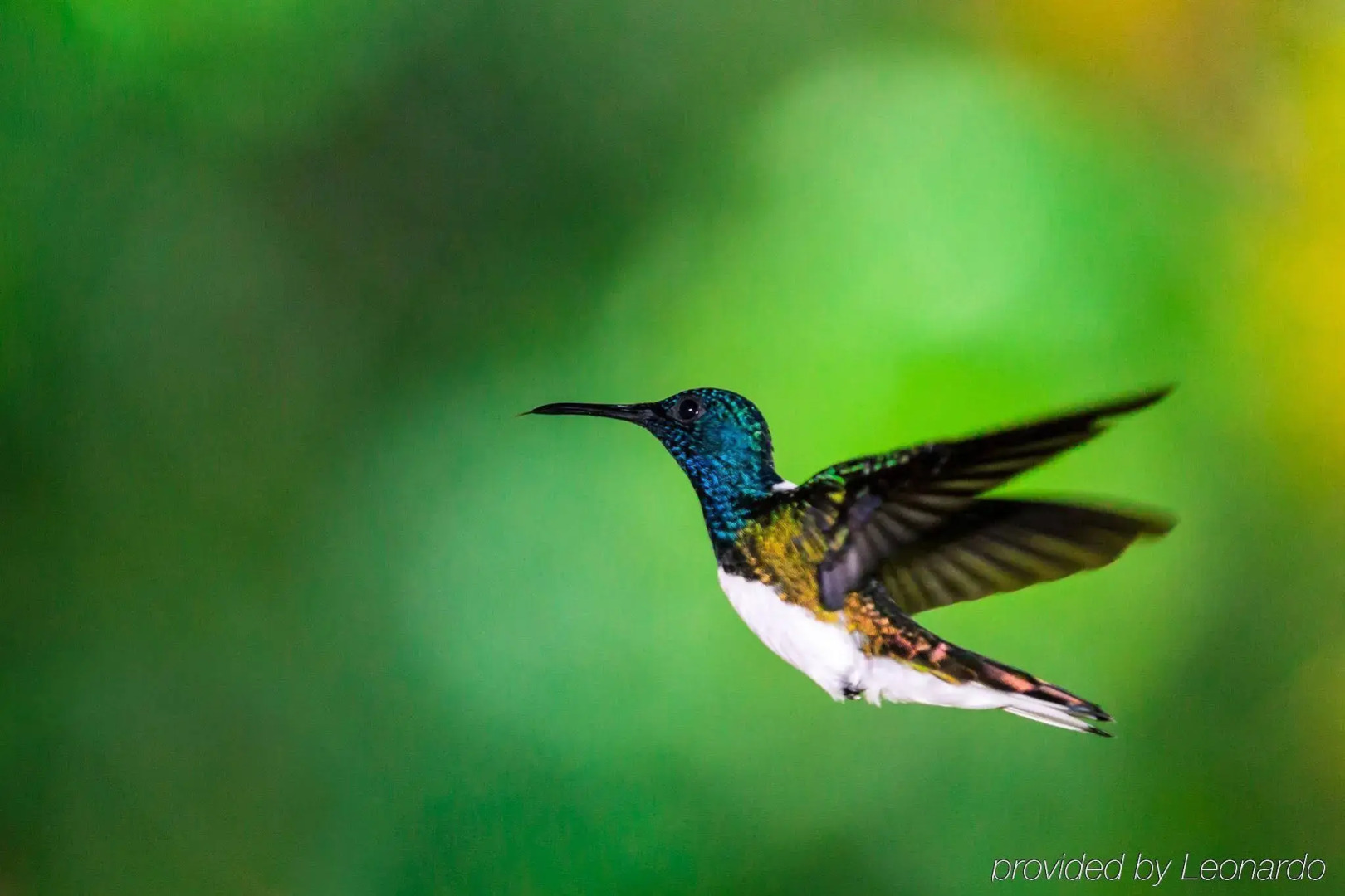 The Lodge at Pico Bonito