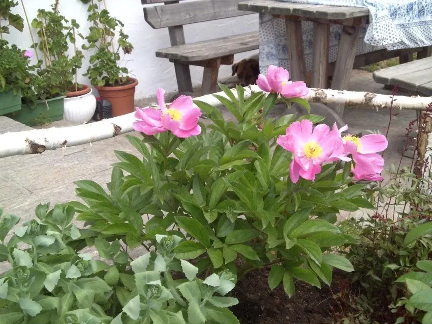 Pferdewelt Gut Römerhof