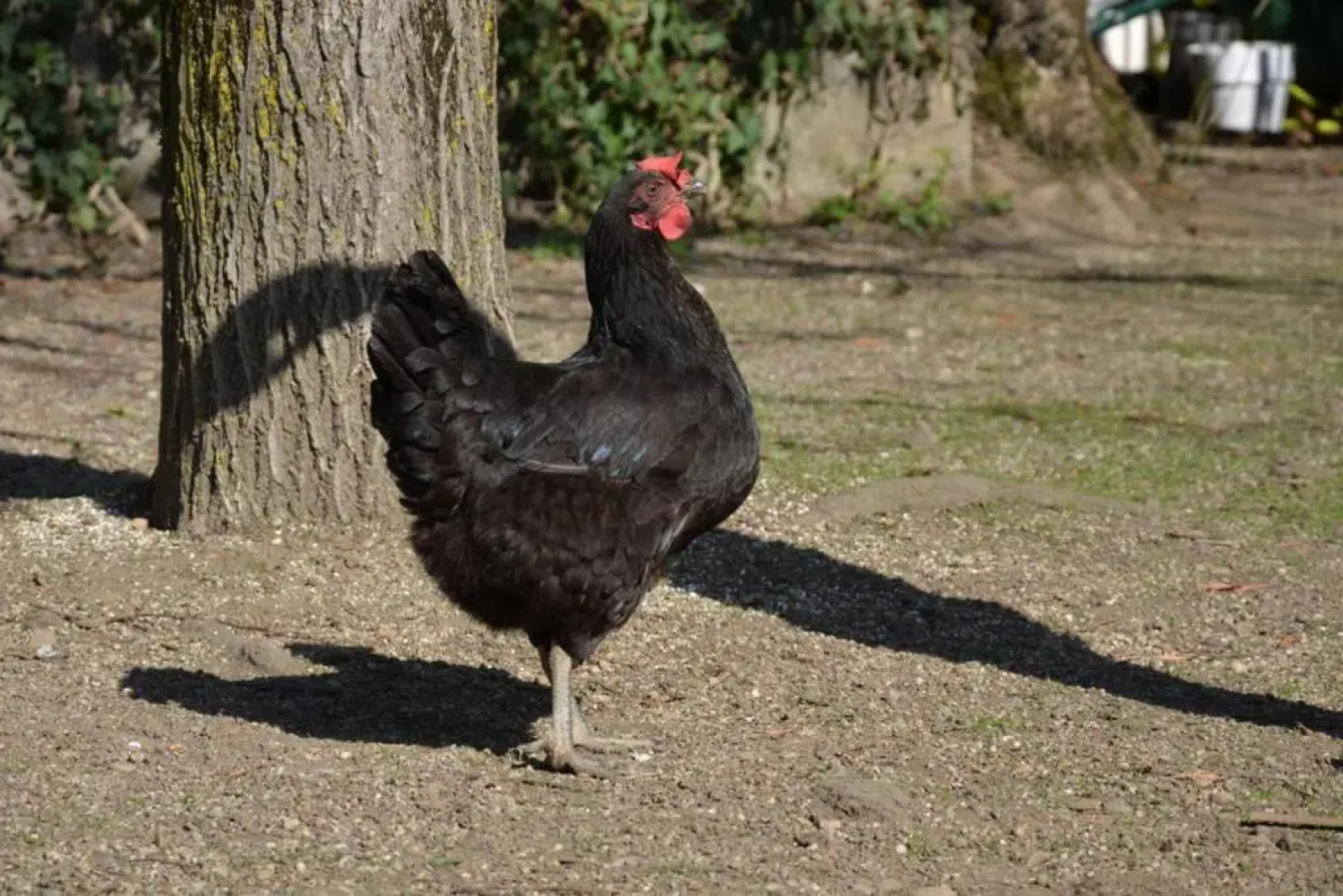 La Griotte - Studio tout confort - Lyon - Tassin