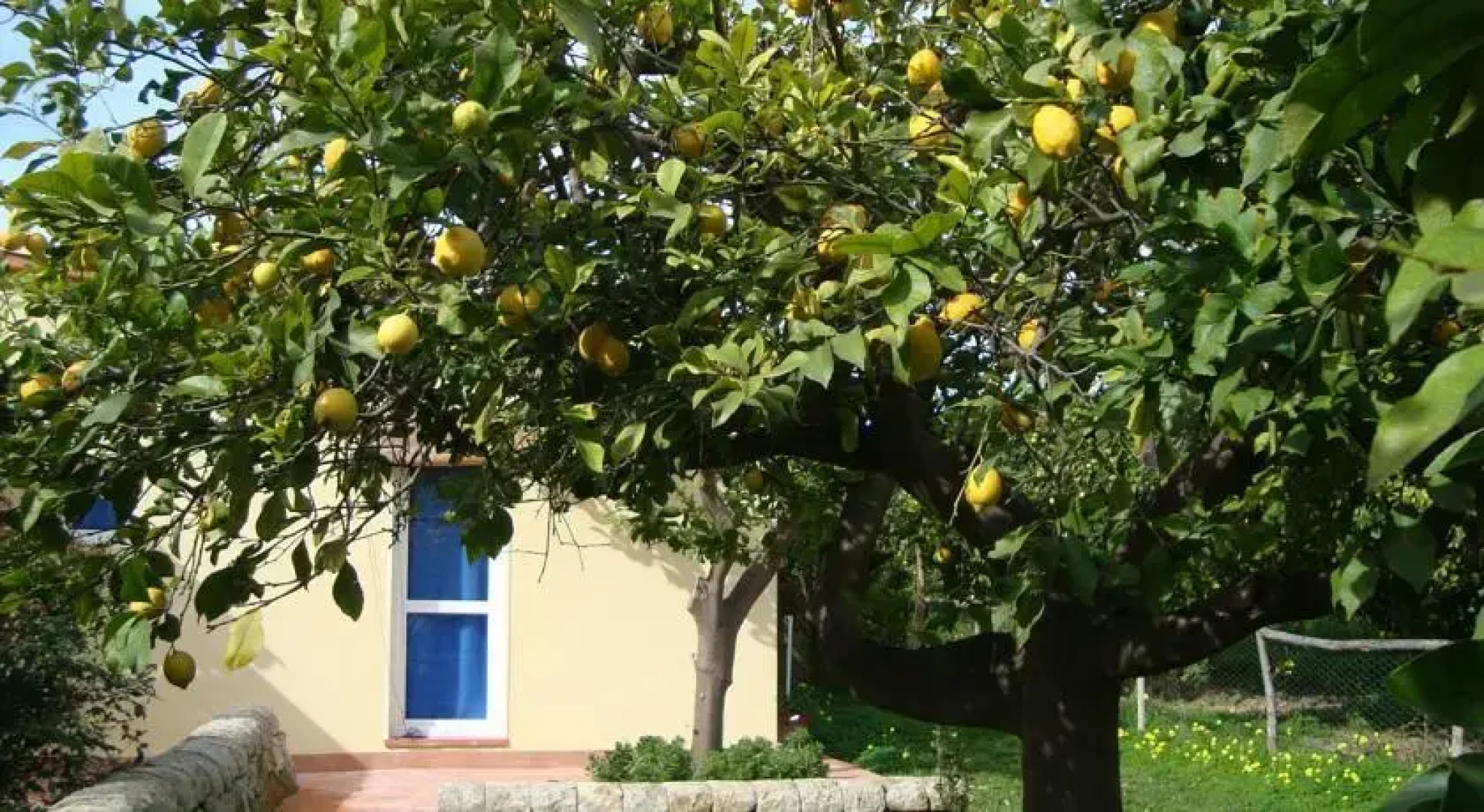 Il Limoneto