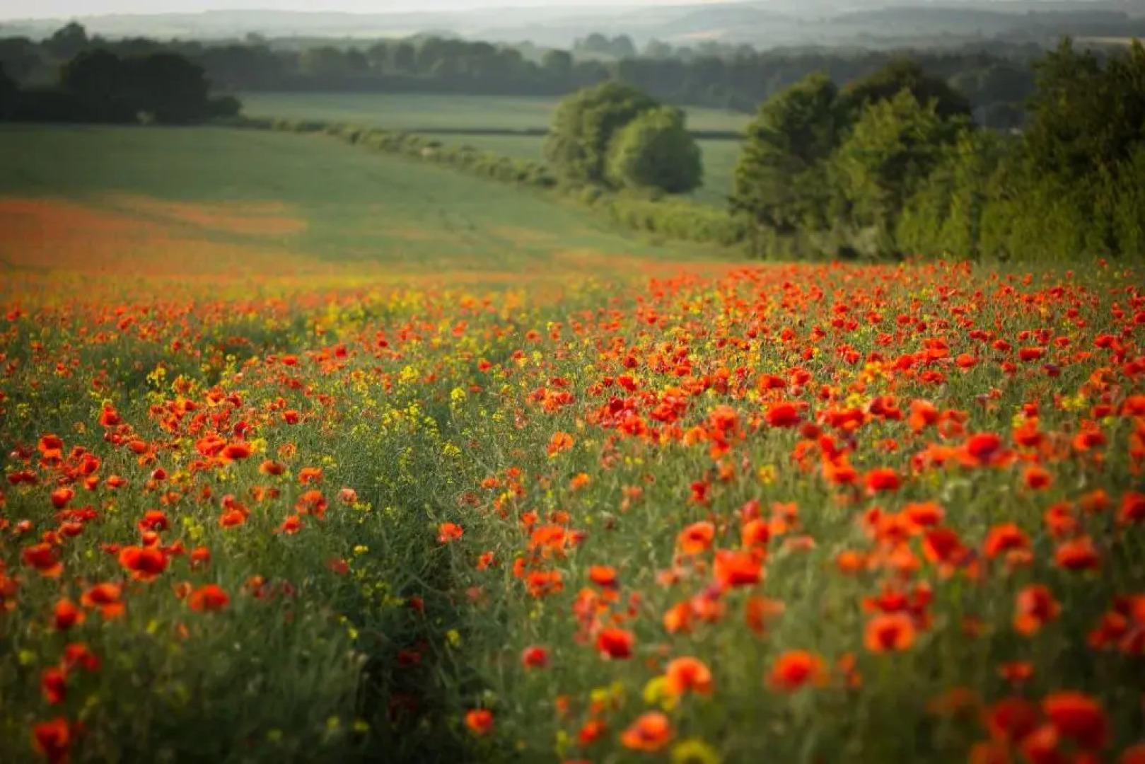 The Cottages at Launceston Farm