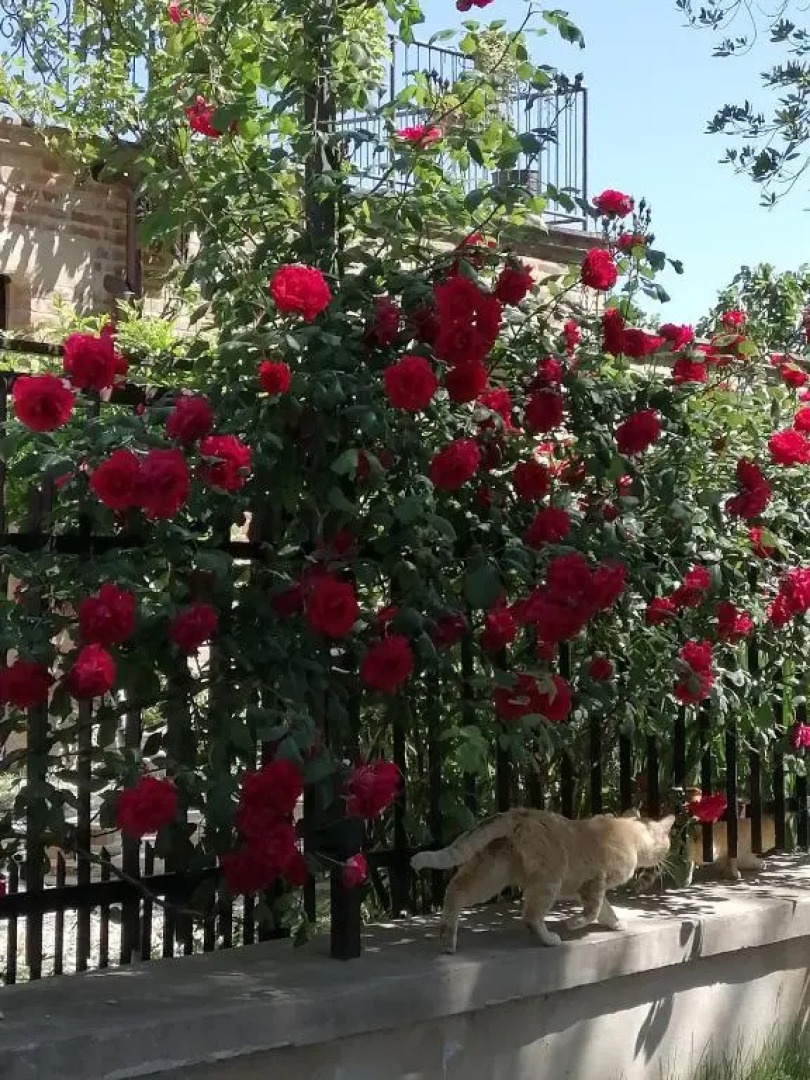 Casale San Martino Agriturismo Bio