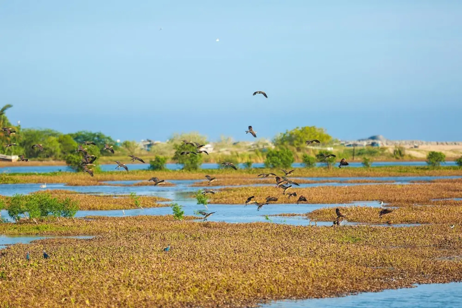 Ocean Cottage Kalametiya