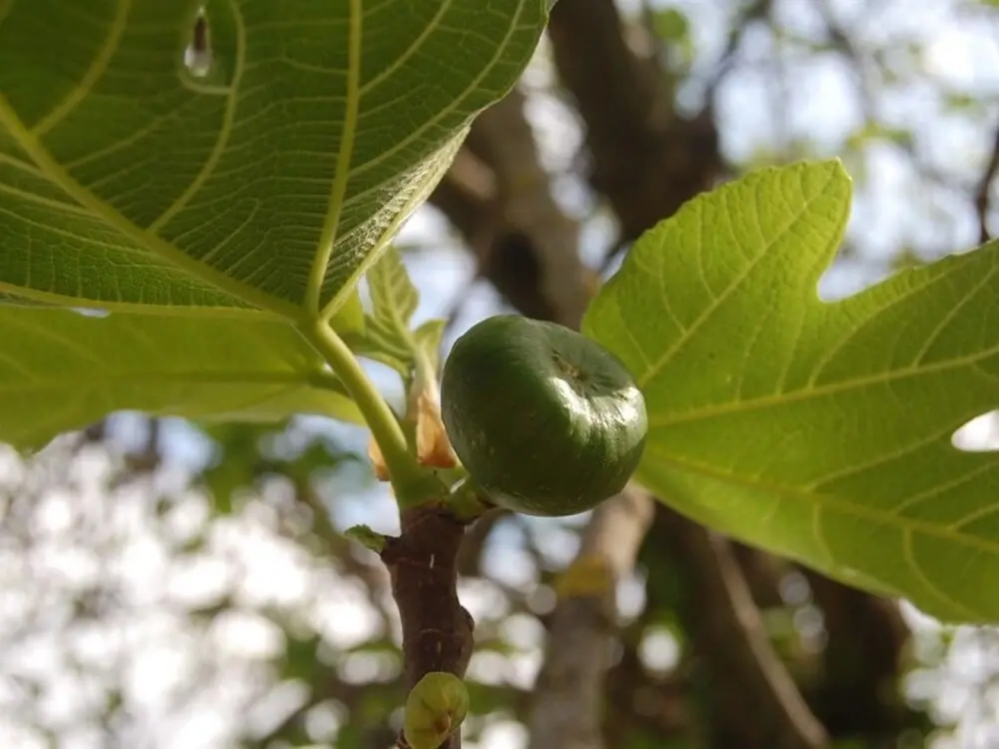 Bio Agriturismo La Spiga D'Oro