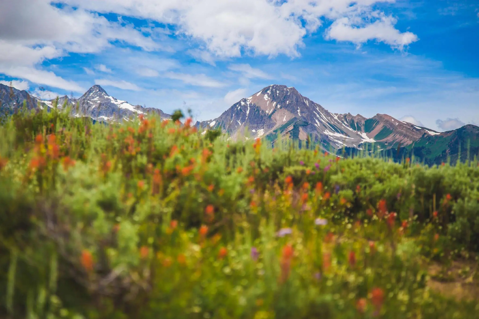 Willows - CoralTree Residence Collection