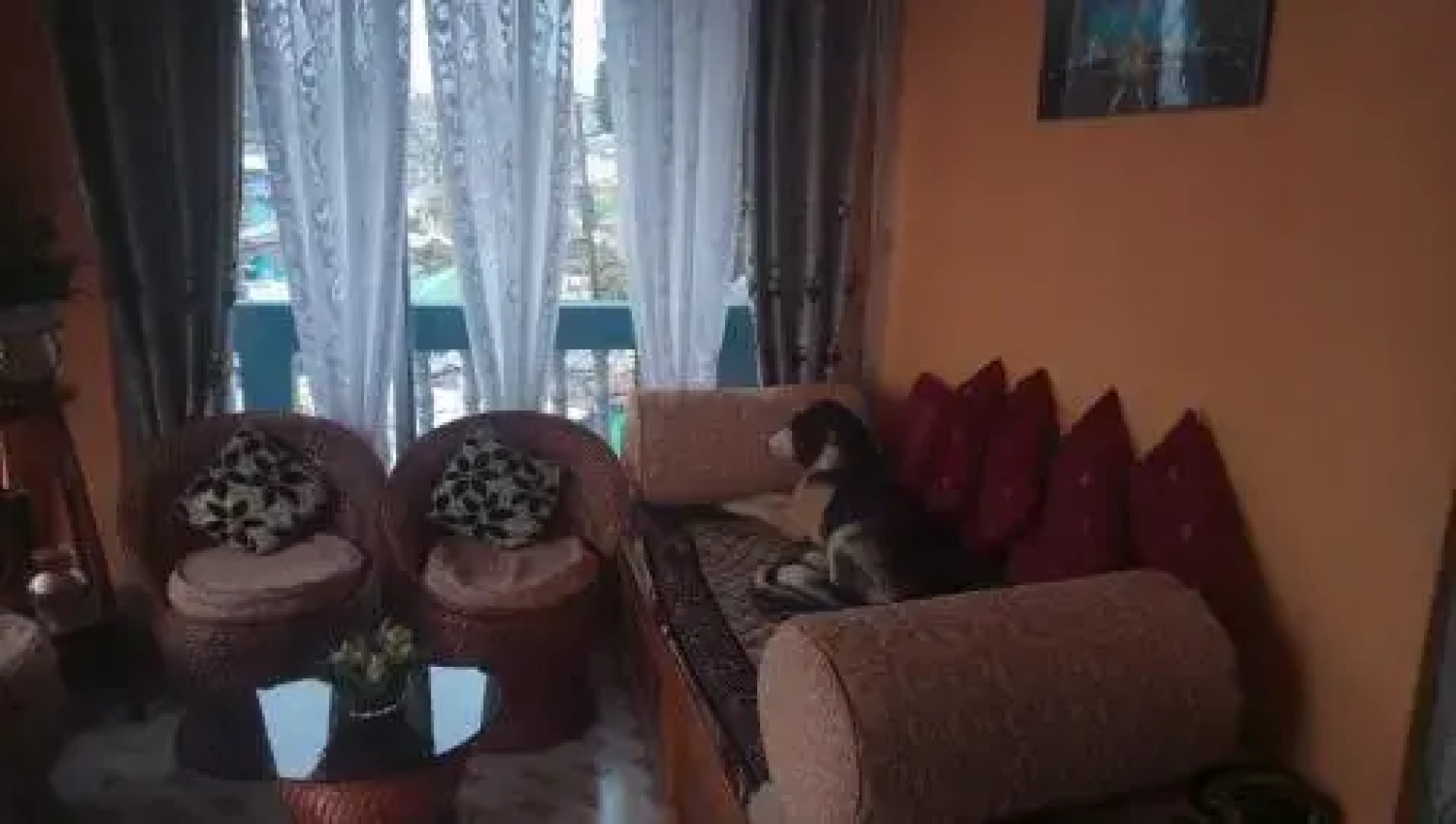 Vamoosetrail Singell