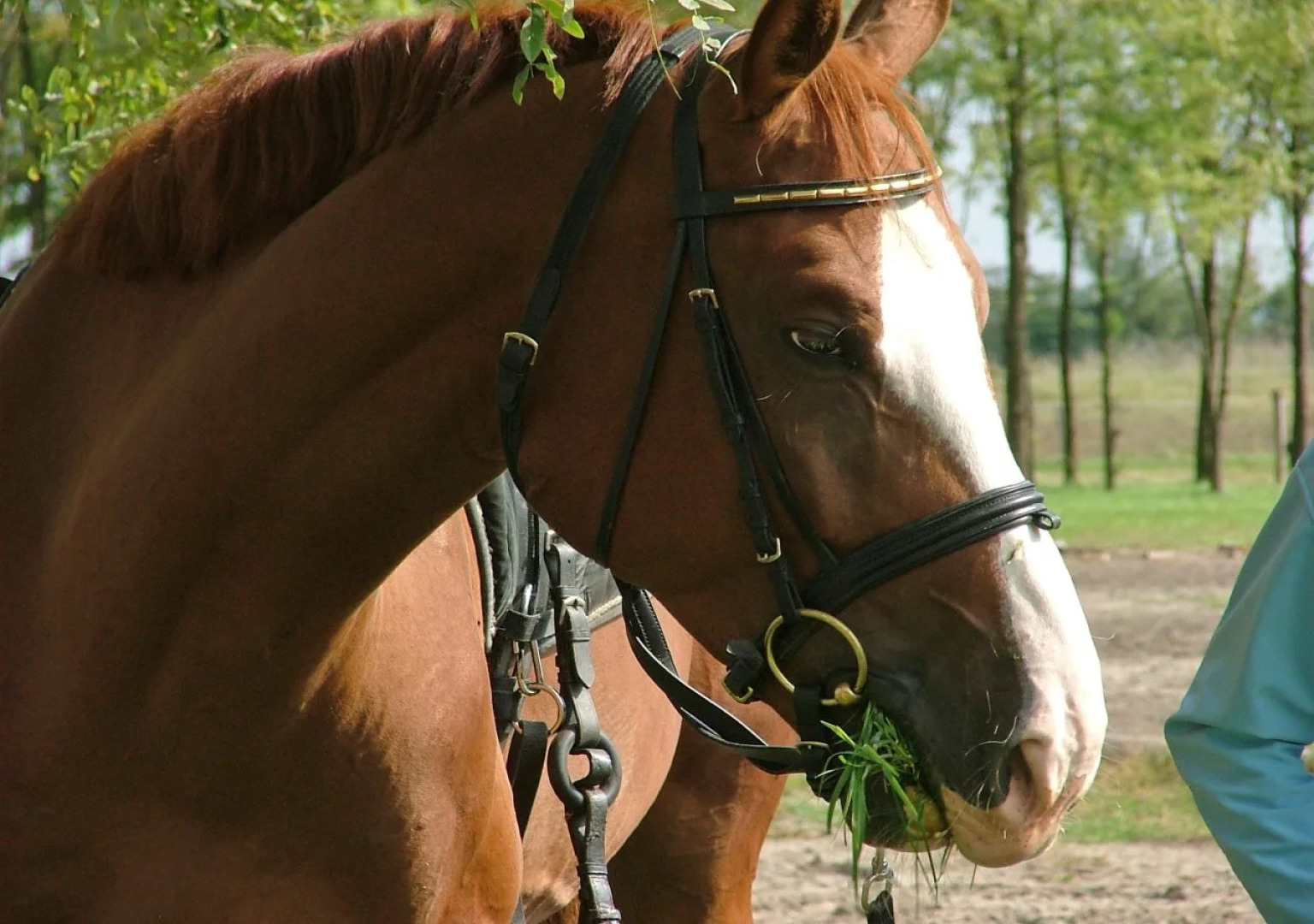 Nyerges Hotel Thermal