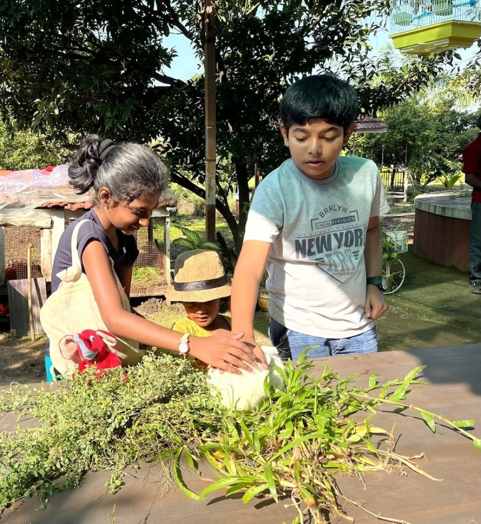 Mango Tree Farm