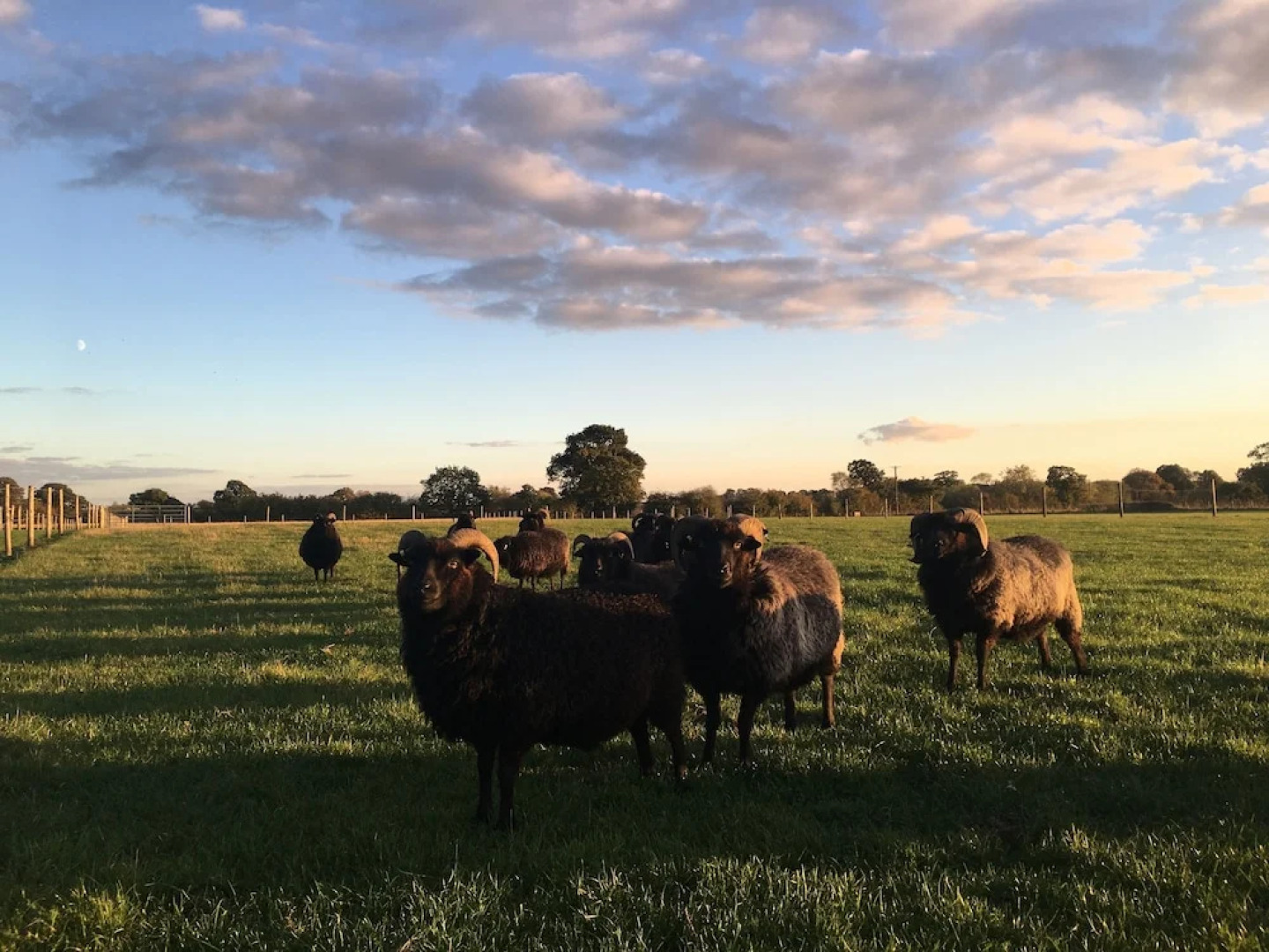 Springwood Shepherd Huts