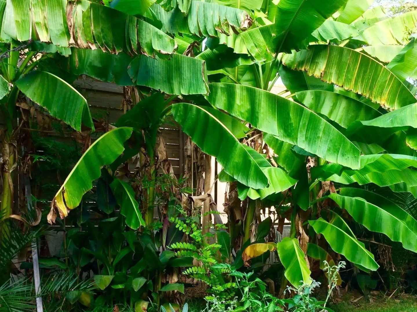 Les Palmiers Chambres d'Hôtes
