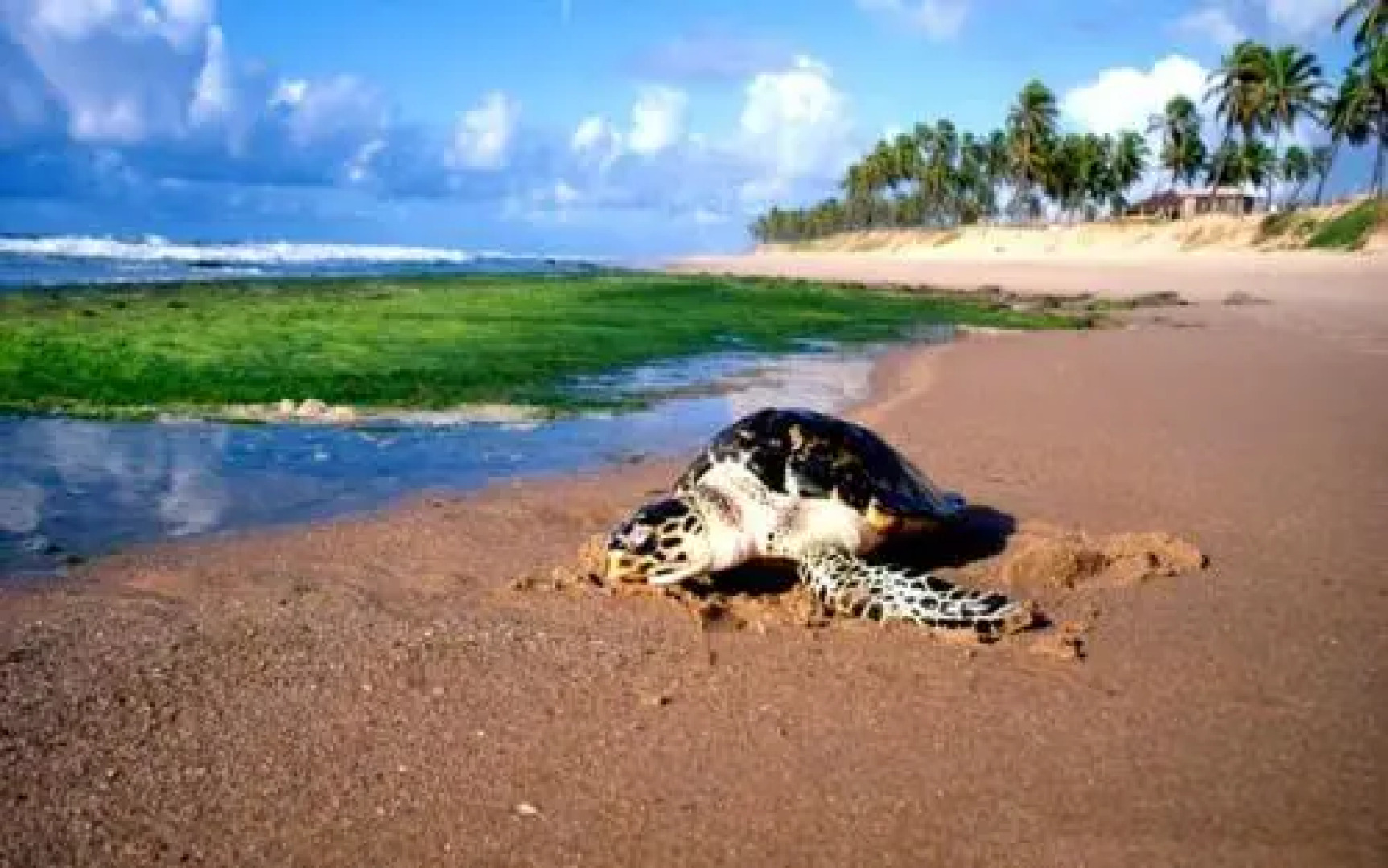 Apt. Enseada Praia do Forte