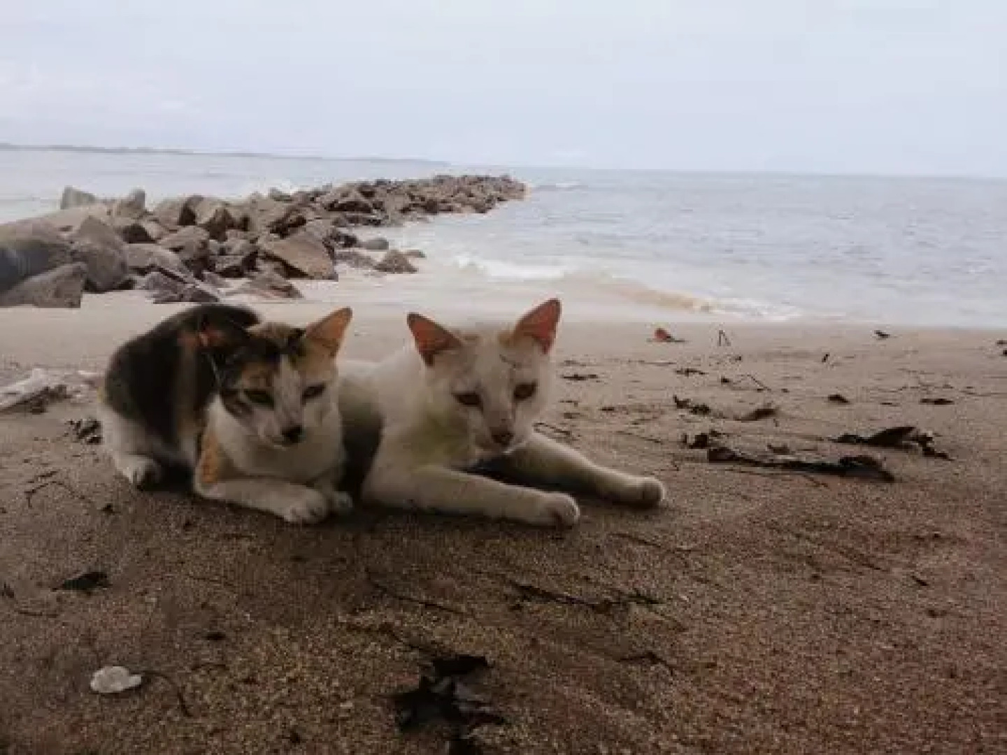 Cozy Cottage-Tangalle