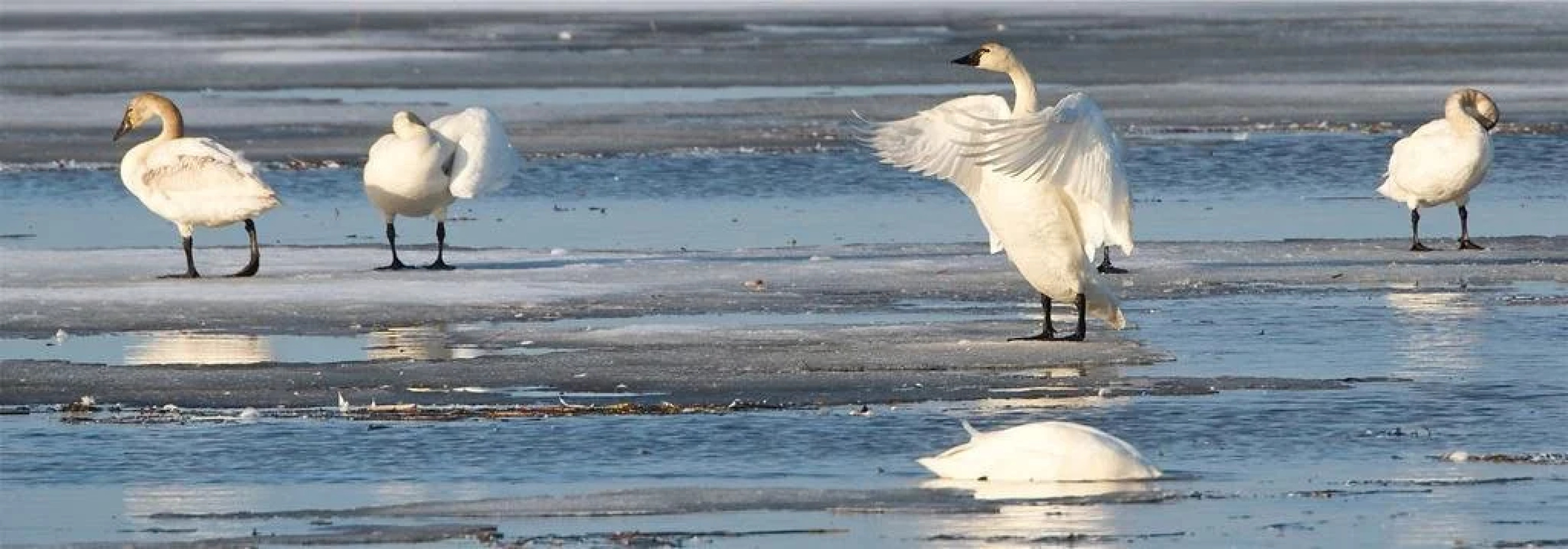 Normandale Century Inn