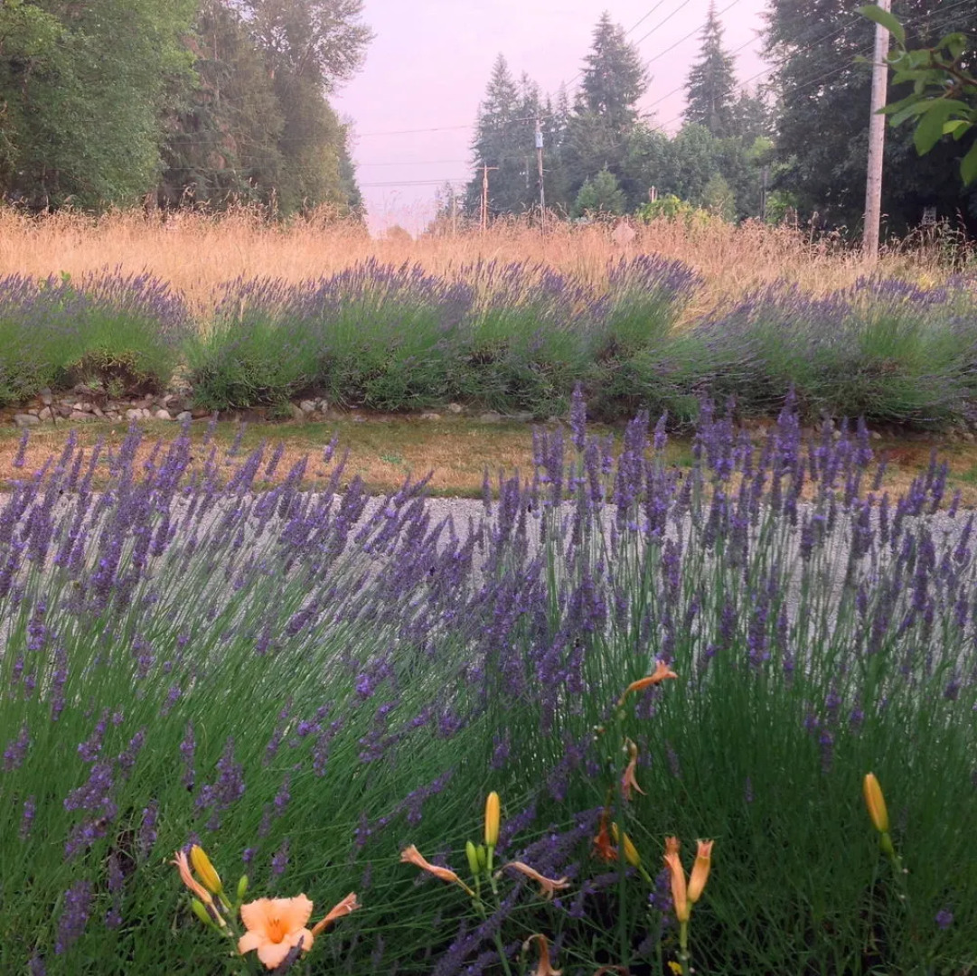 Auberge de Seattle, French Country Inn