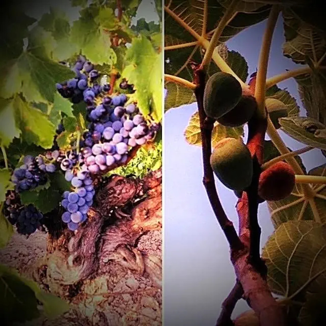 B&B Le Mas de la Soie