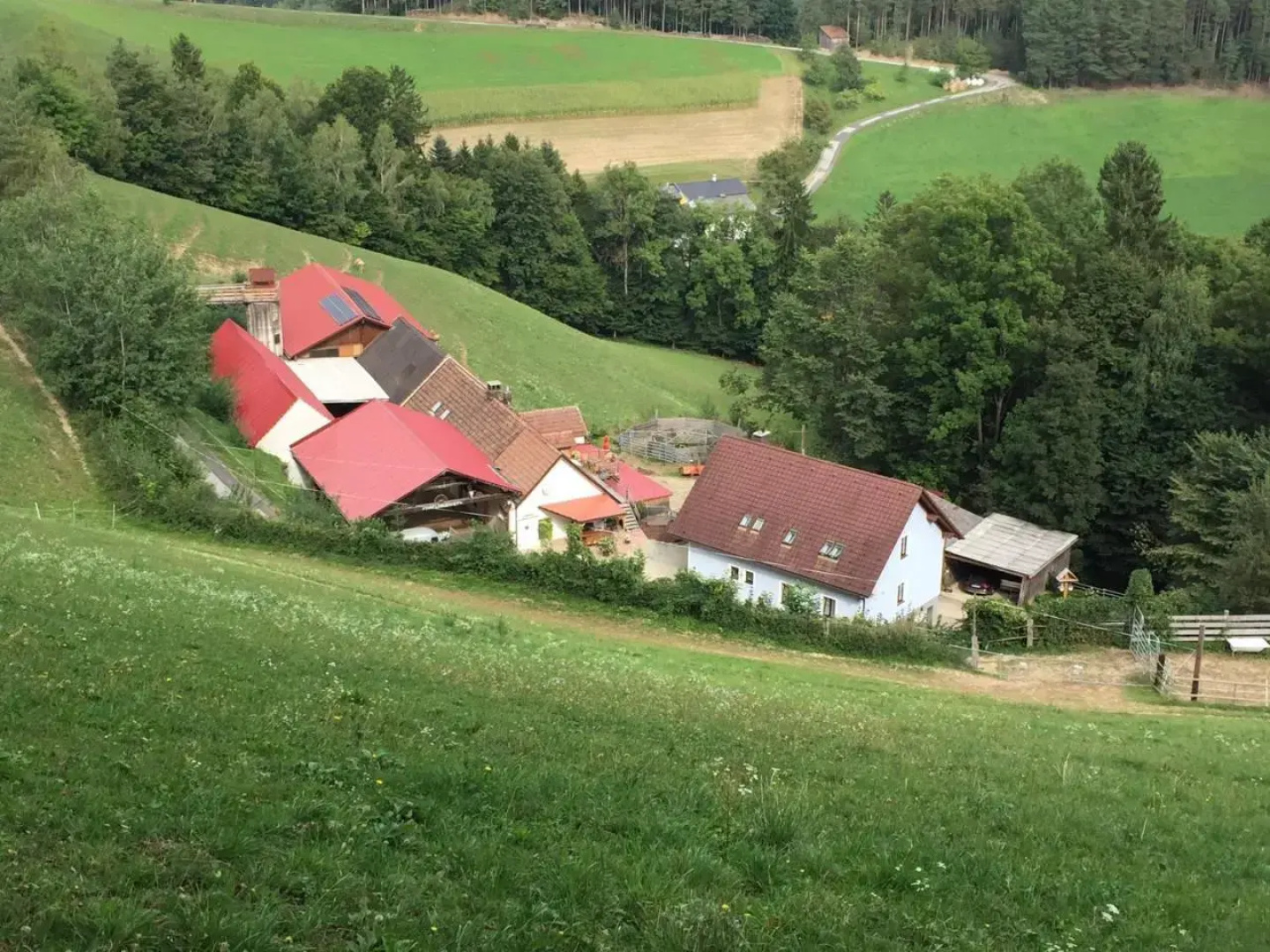 Haflingerhof Luef
