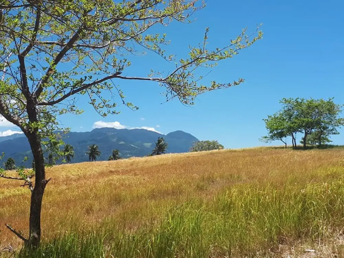 The Lighthouse Puerto Galera