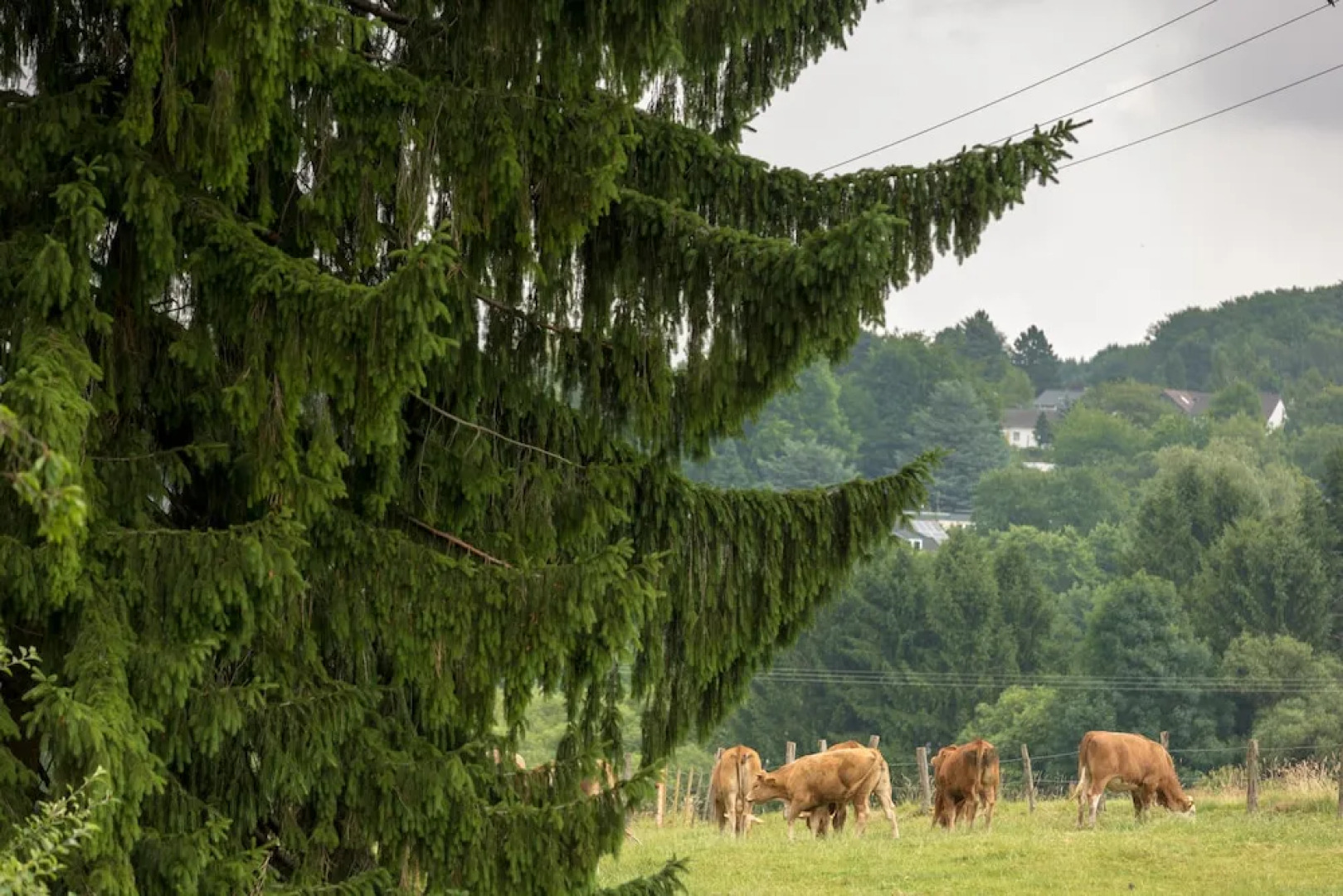 Ferienhaus Domblick Herkenrath