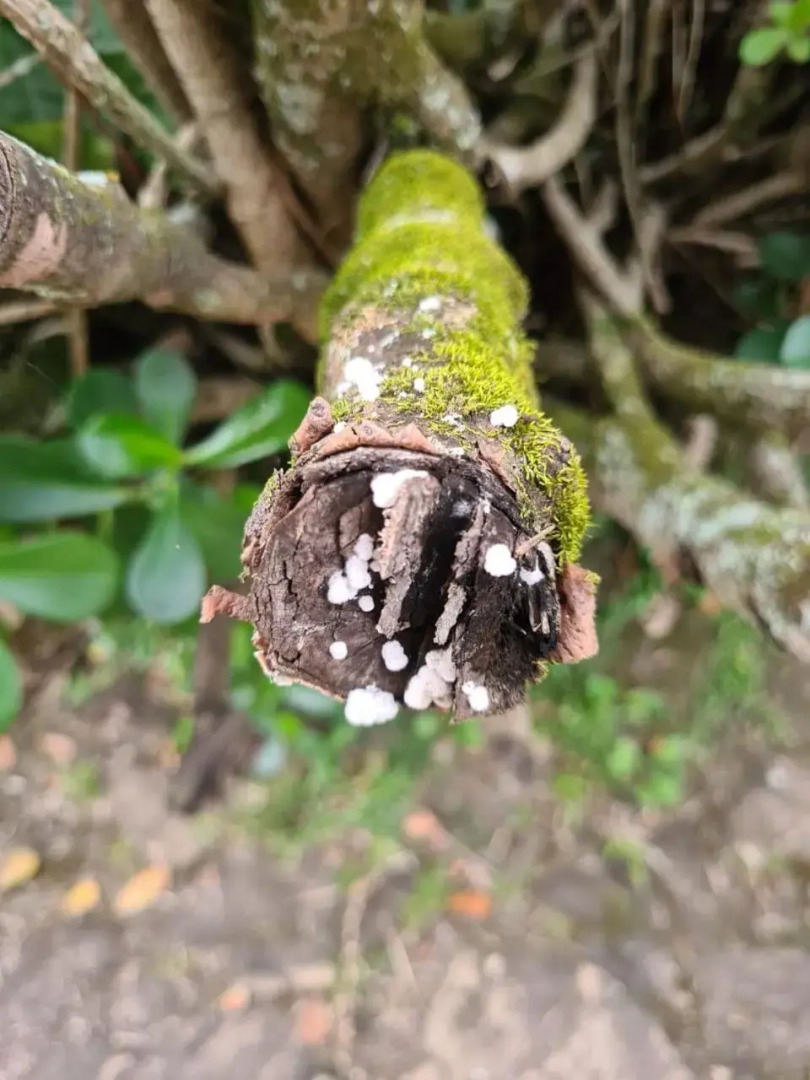 Sossego e aconchego ao lado do INHOTIM