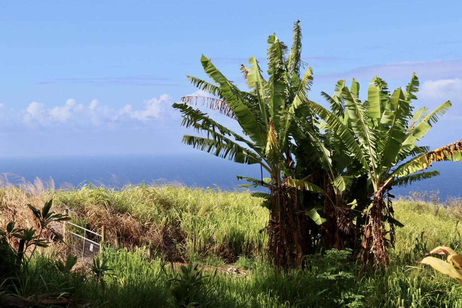 Waipi'o Lodge
