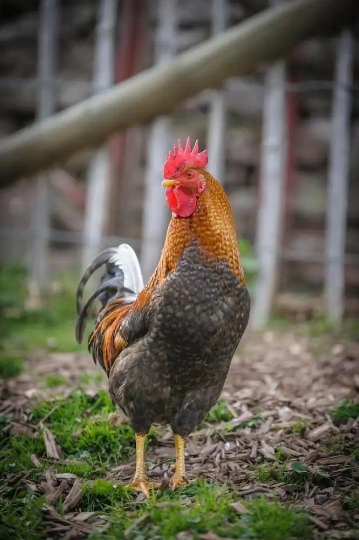 Nengshof - Haus Königskerze