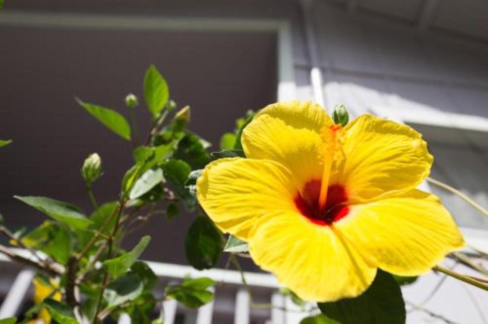 The Dolphin Cottage at Kehena Beach