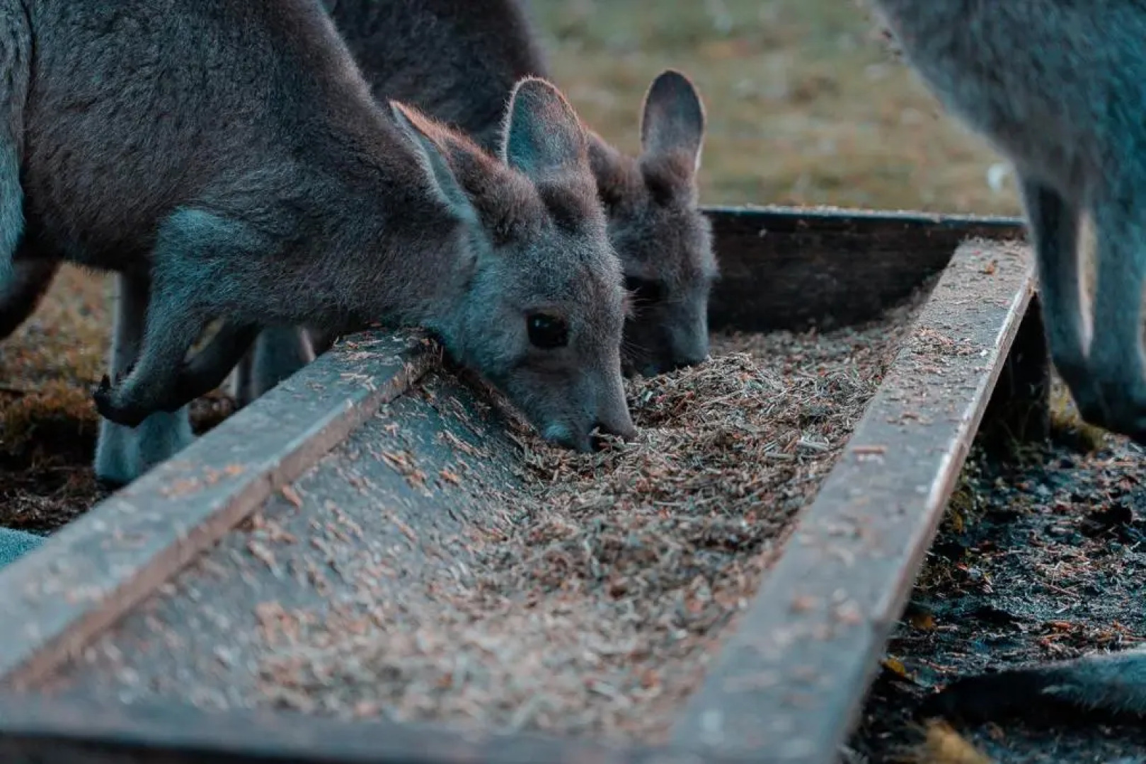 Waterfront Retreat At Wattle Point