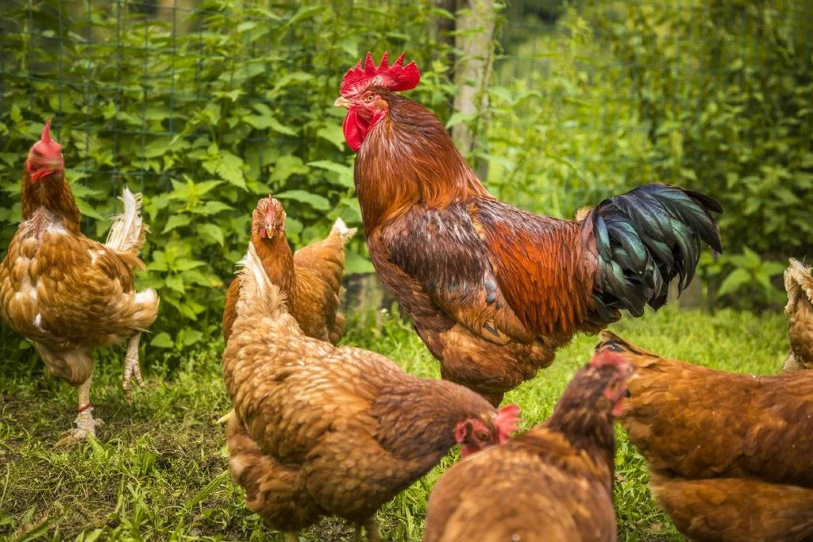 Biobauernhof Windbachgut