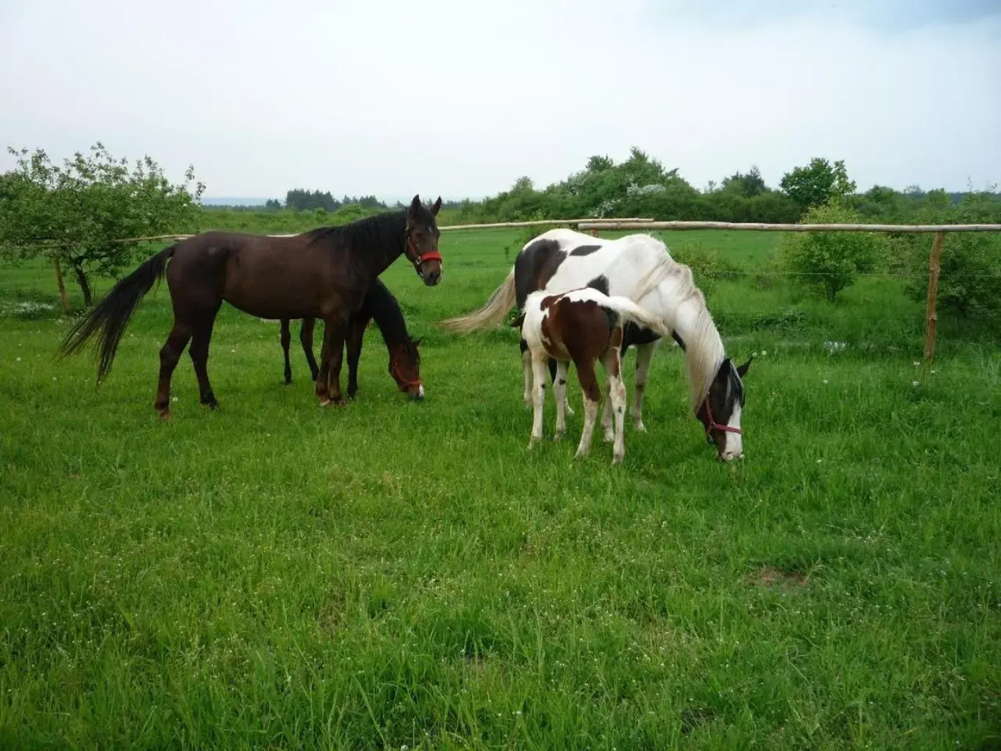 Agroturystyka Pod Rumakiem