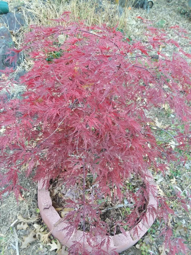 Yosemite Paradise Inn