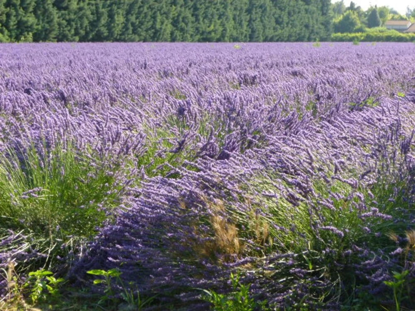 House With 3 Bedrooms in Jonquerettes, With Enclosed Garden and Wifi