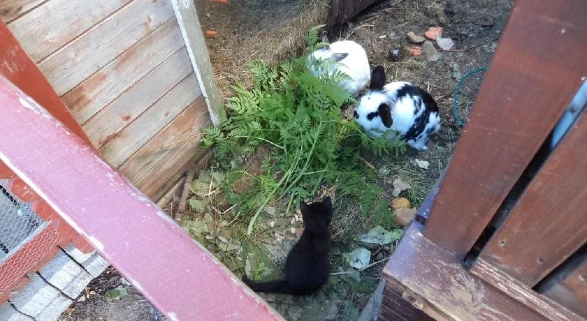 Eddas Farmhouse in Town