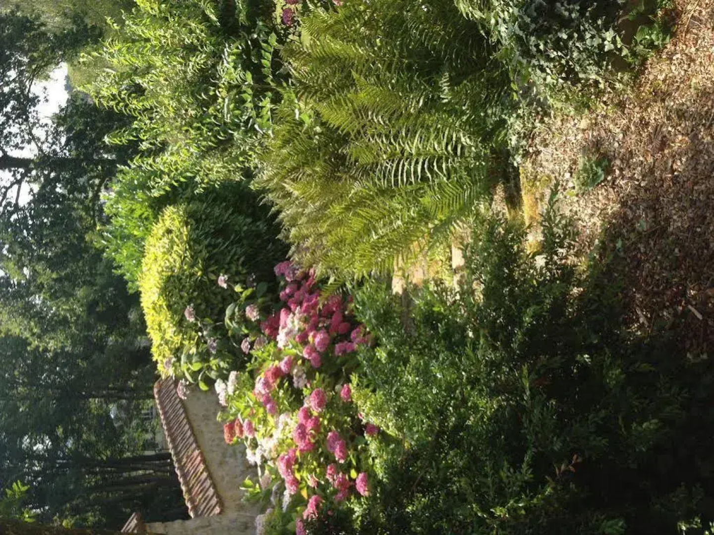 Les Hortensias
