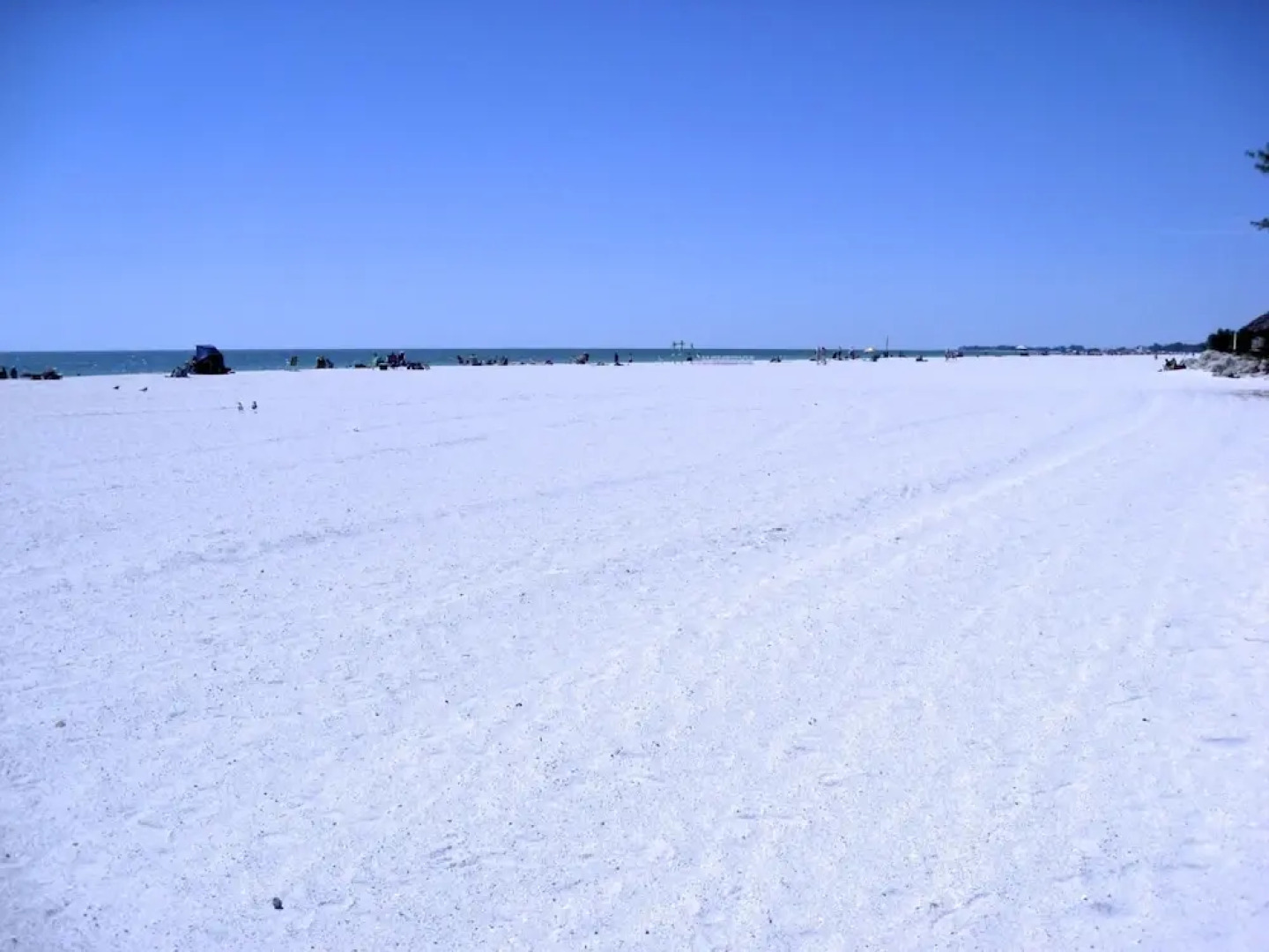 Anna Maria Island Beach Palms 2A