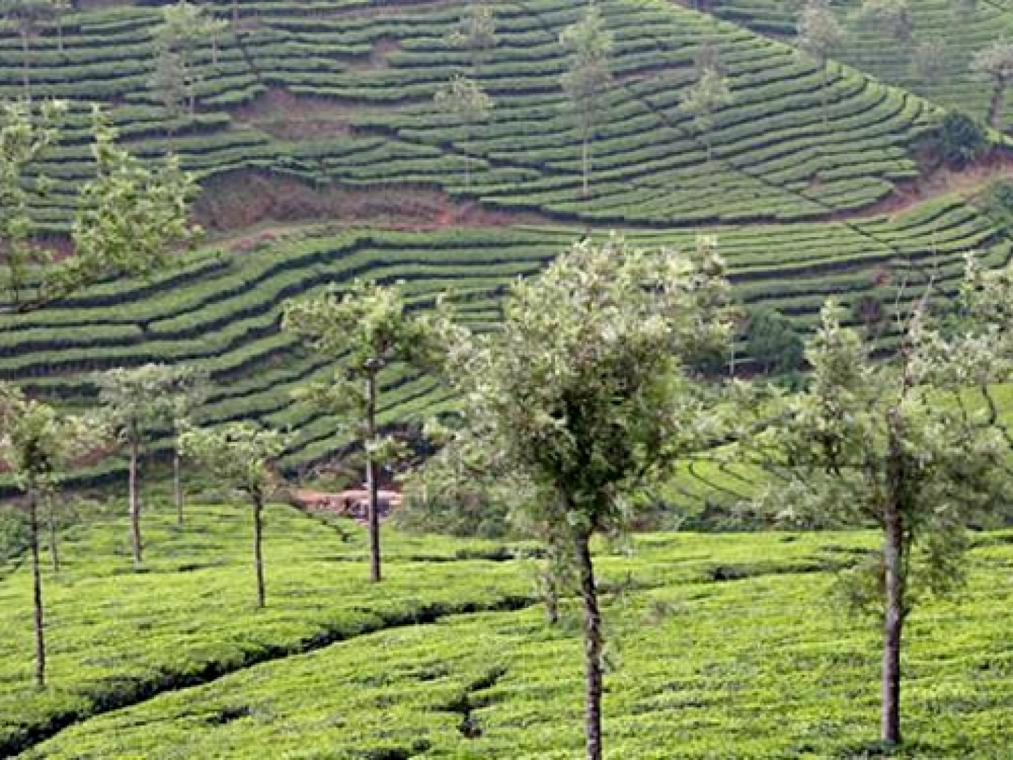 Xanadu Marari Villas