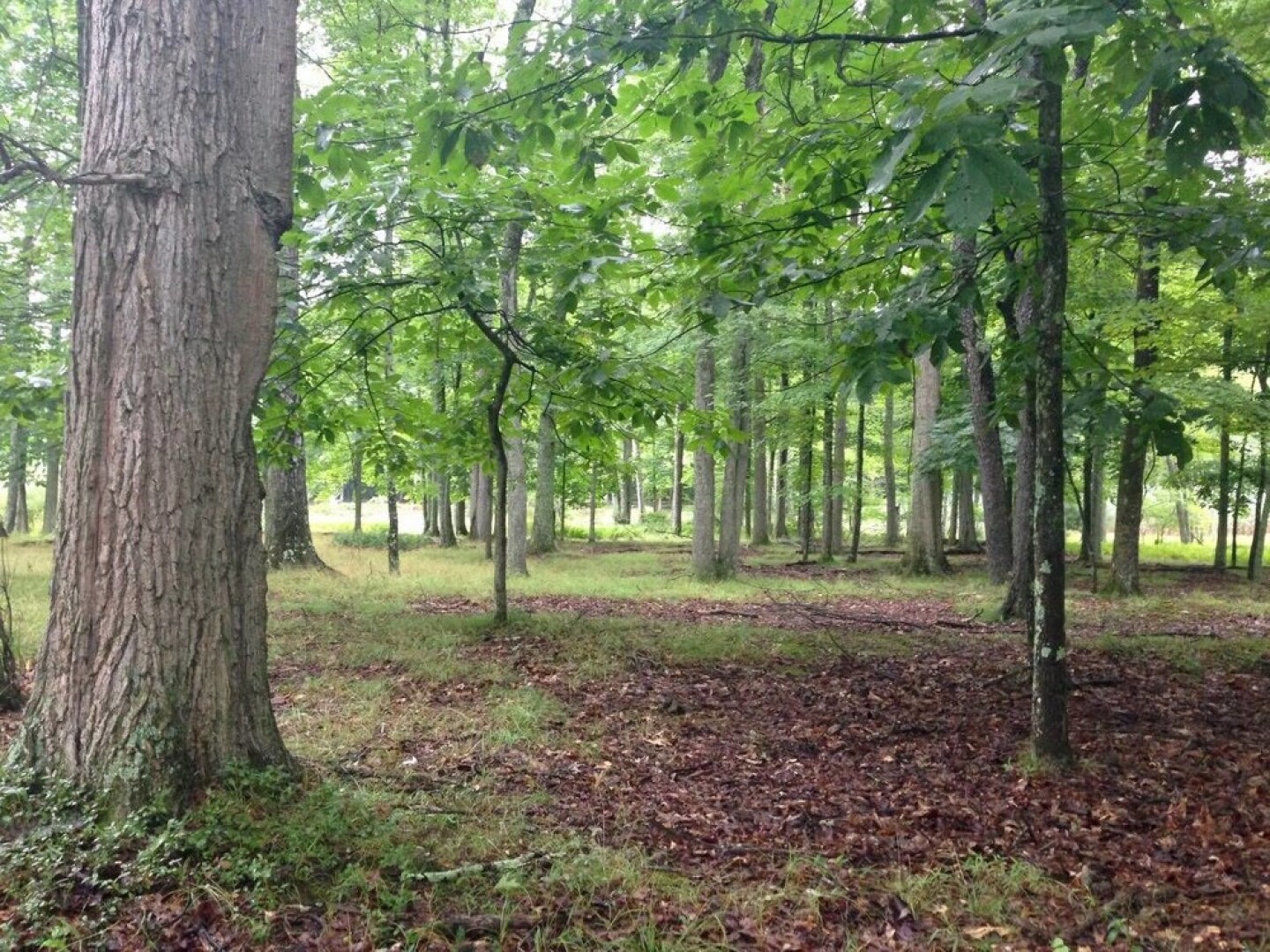 Tentrr - Clove Mountain Meadow