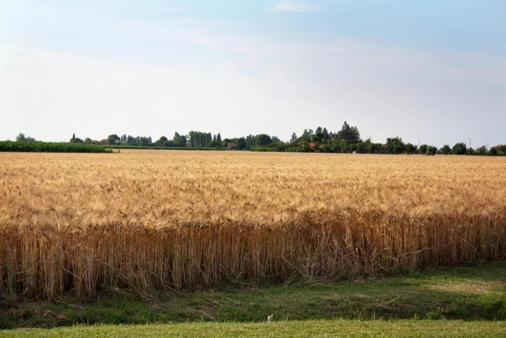 Alla Corte del Picchio