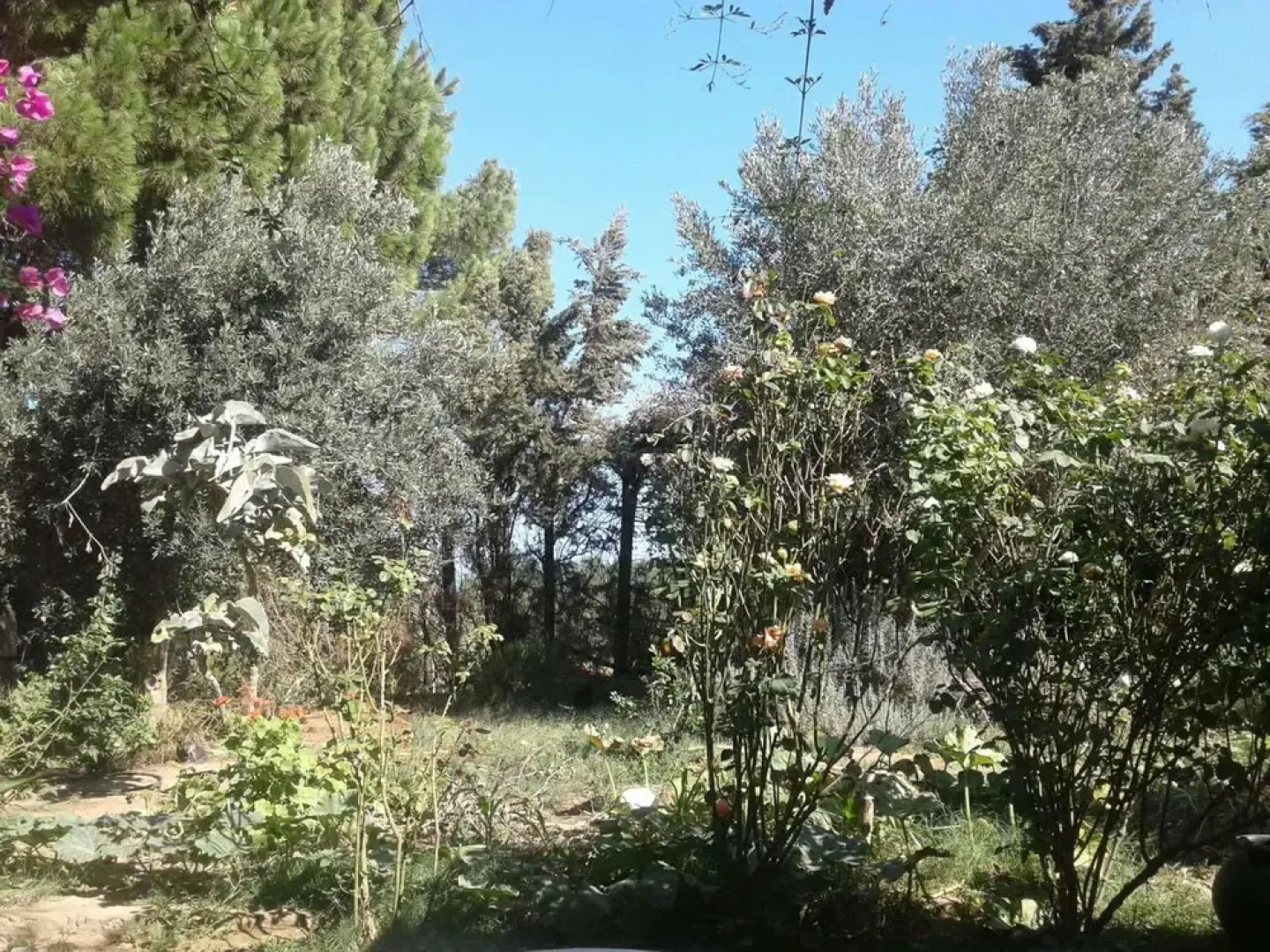 Zembretta Farm-Zembrettita