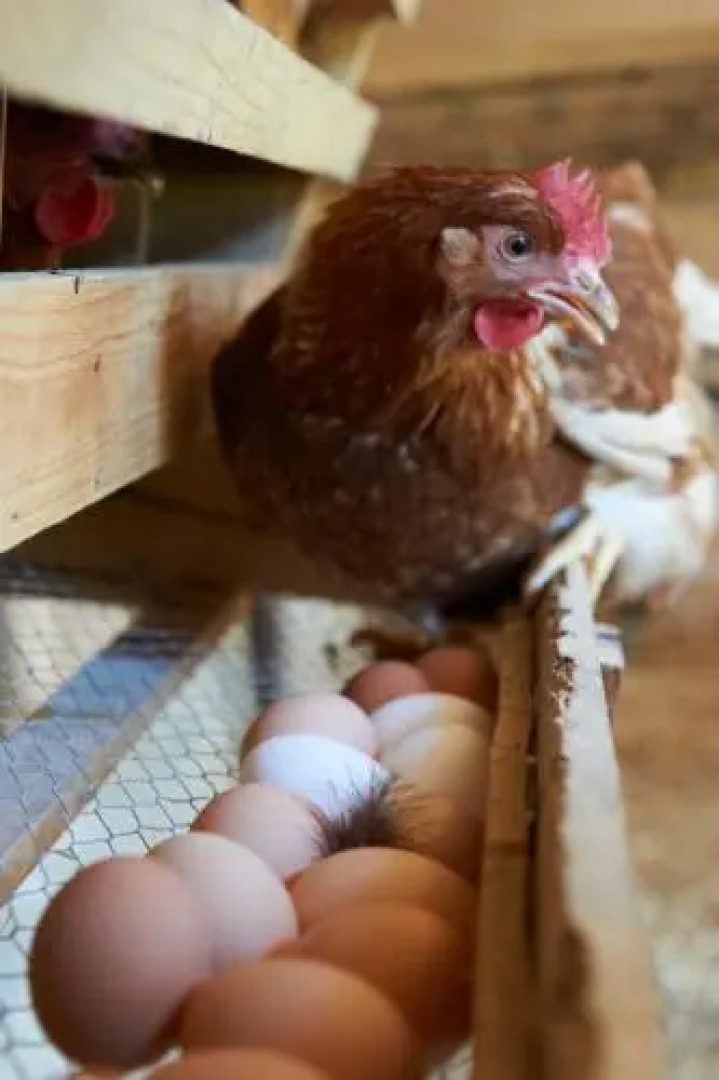 Lehmannshof Ferienwohnungen