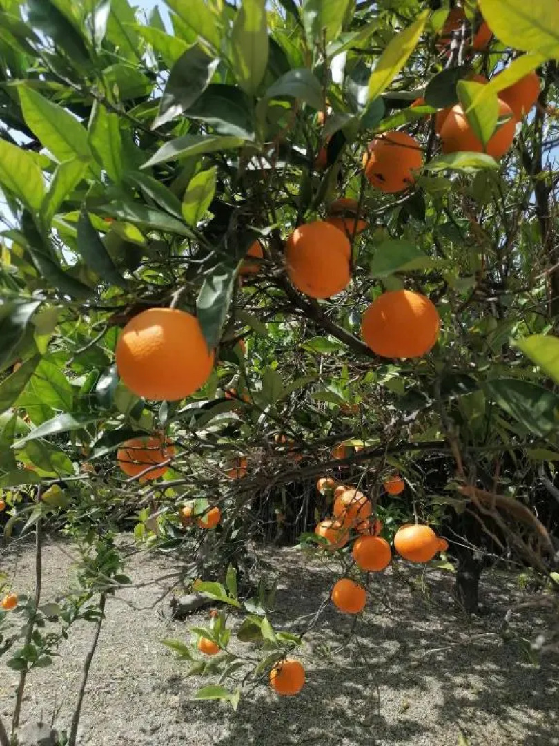 Detached renovated cottage with a garden 3 min walk from the beach