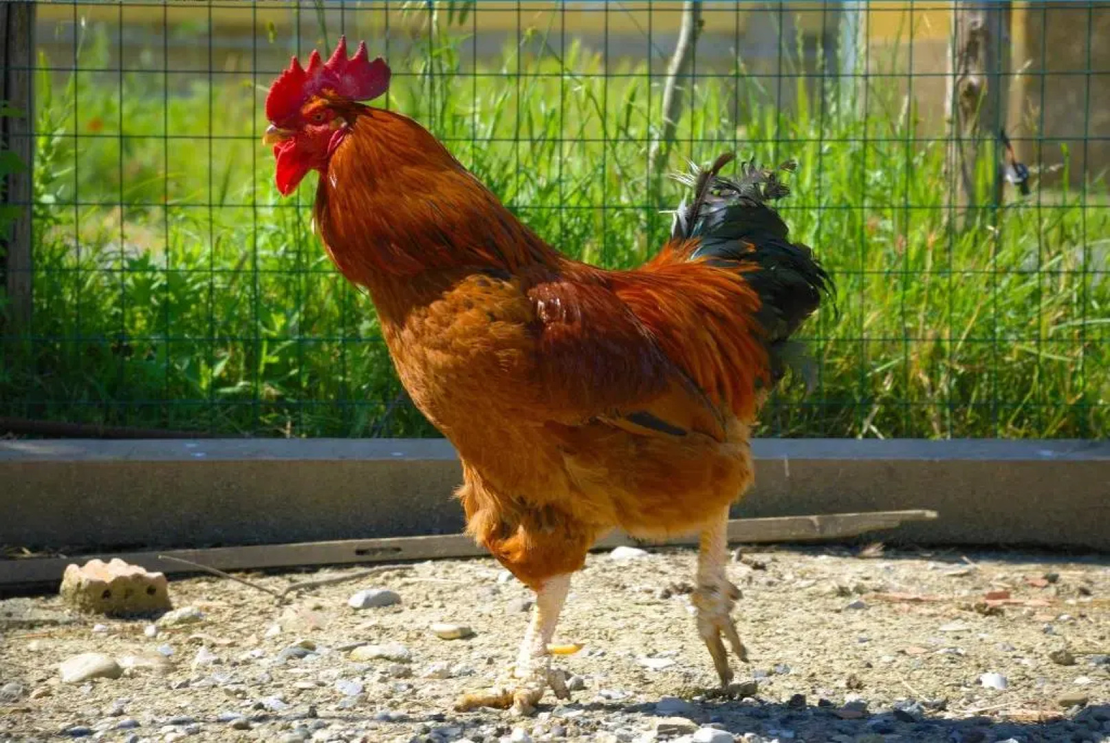 Agriturismo Il Canterino