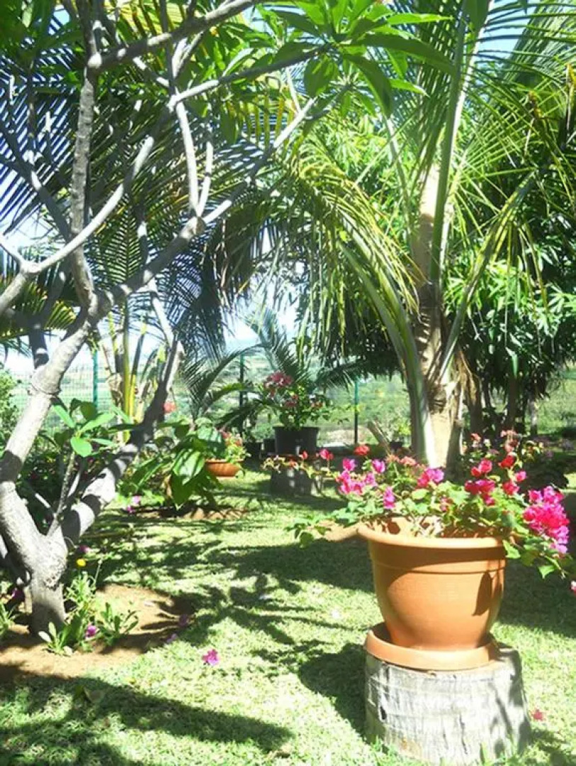 Les Hibiscus de la Rivière