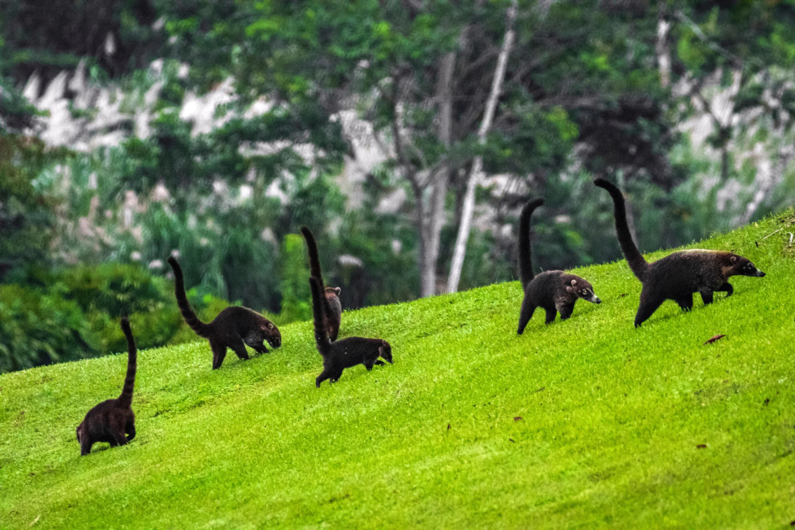 Summit Rainforest & Golf Resort