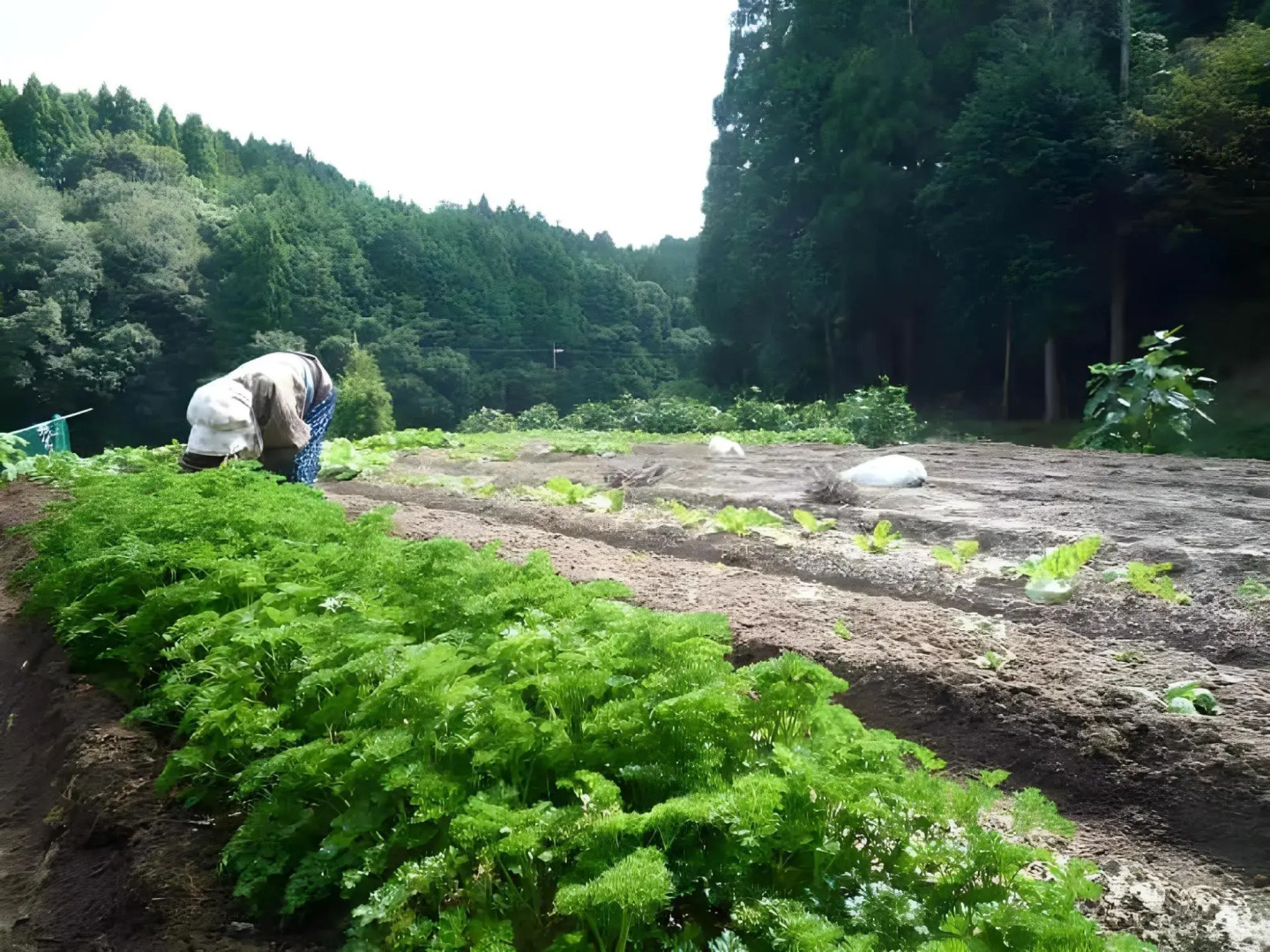 Minshuku Ryokan Miuraya