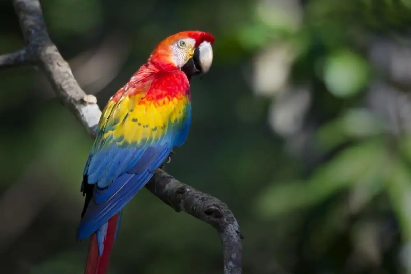 Tambopata Lodge