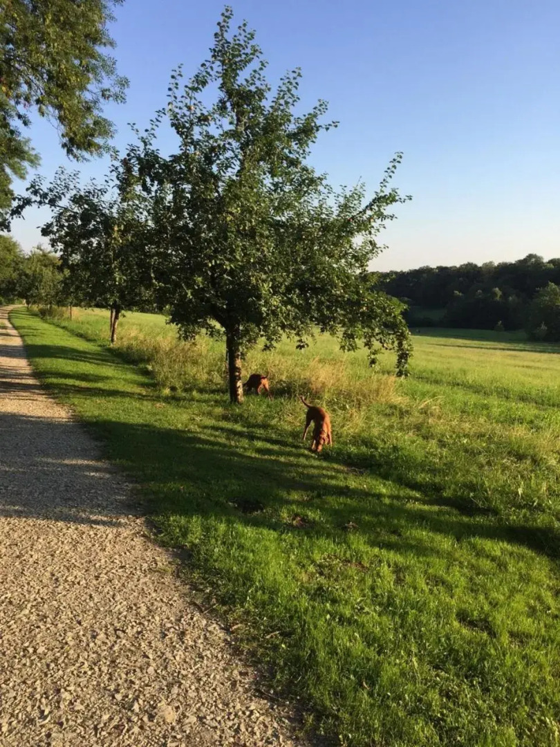 Waldhotel Brands Busch