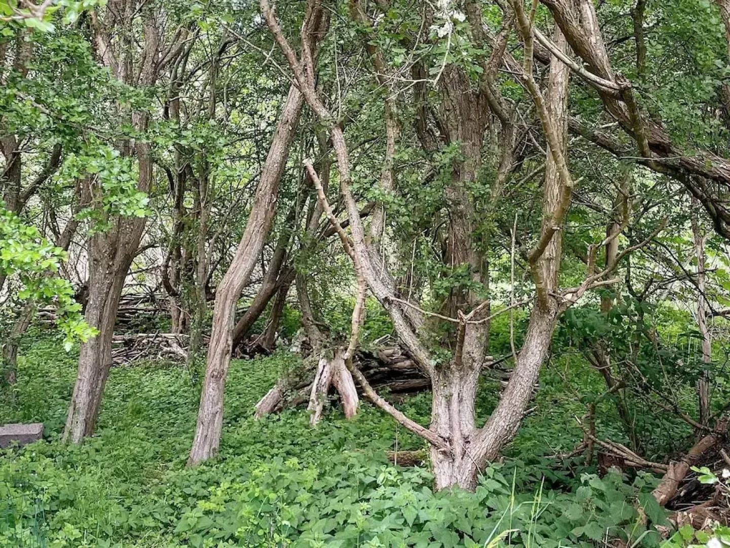 18 Person Holiday Home in Hojby