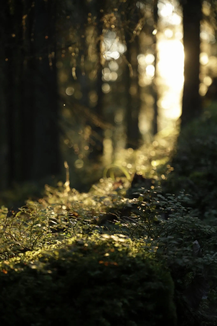 Вили Улей Карелия