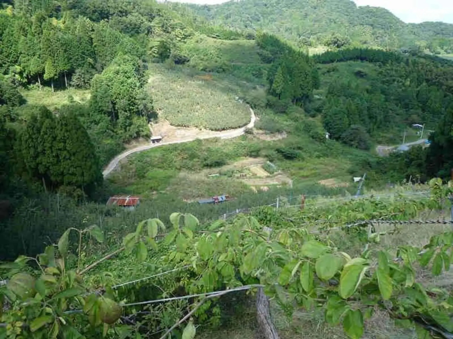 Minshuku Ryokan Miuraya