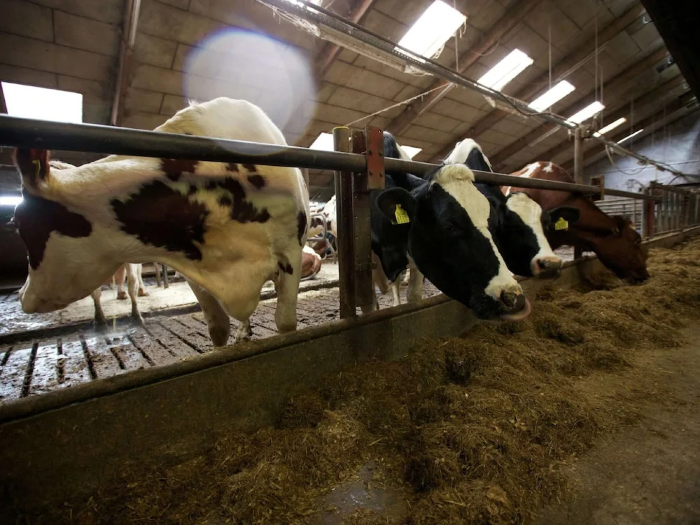 Chalet in Netherlands With Scenic Meadow Views